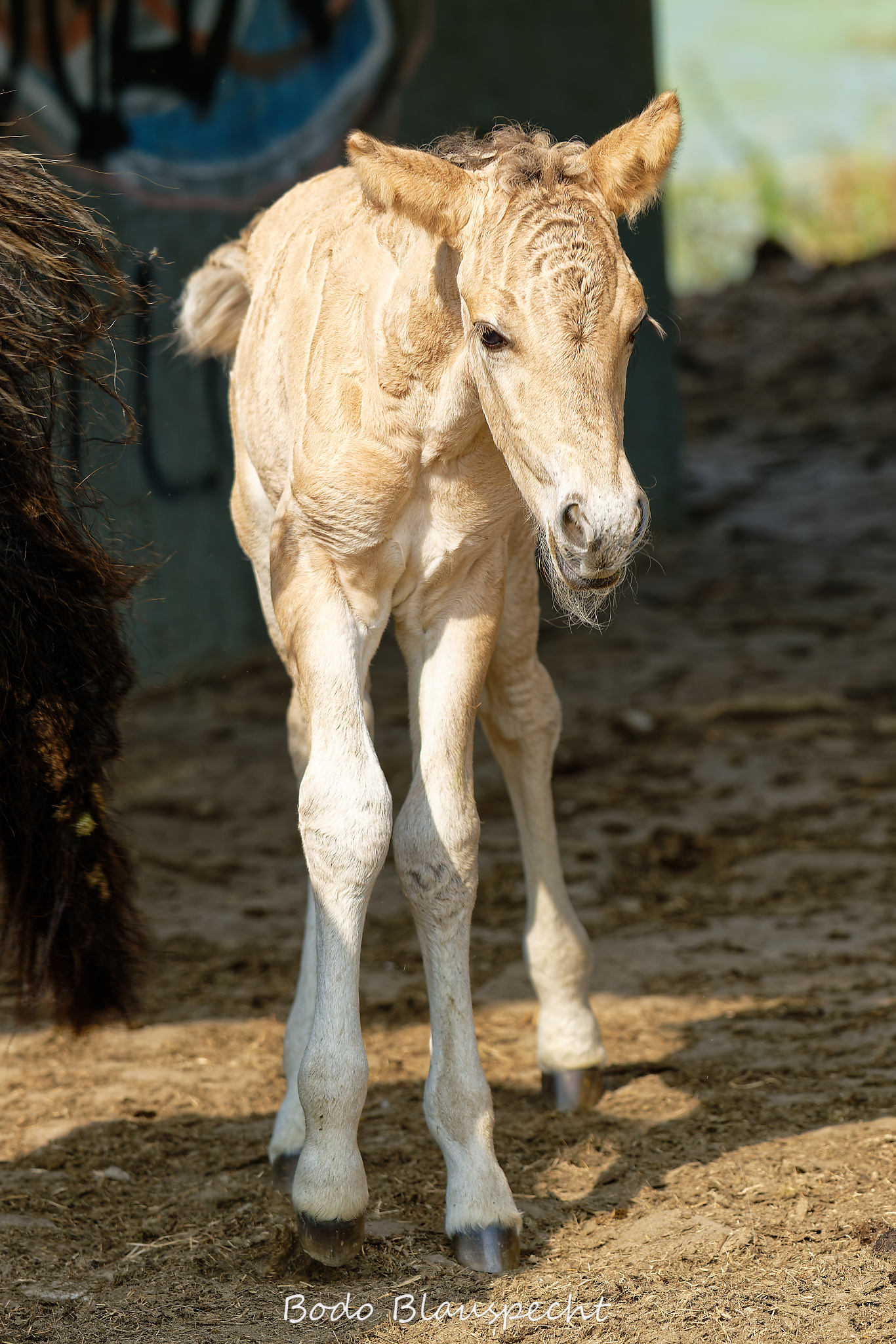 Konik Steveraue  2026.07.30 10.26 20 WEB